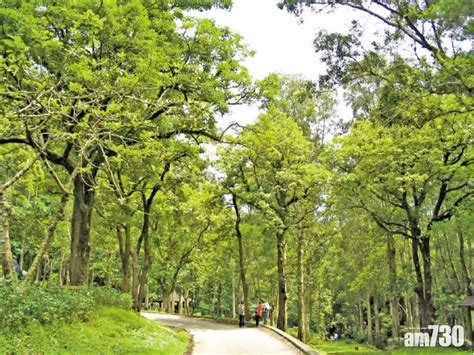 城門水塘|荃灣｜ 城門水塘輕鬆行山路線 (白千層｜日落打卡｜圖 